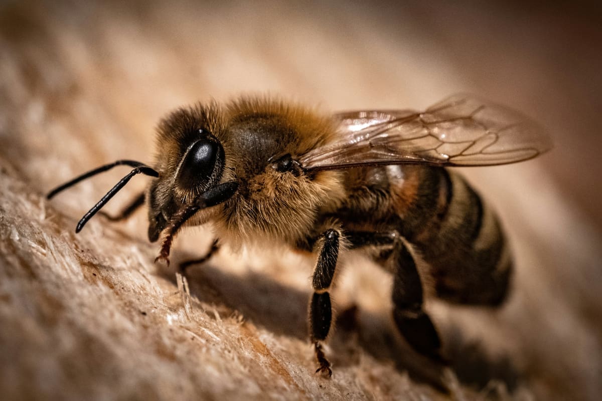 Soñar con abejas: señales, simbolismos y posibles interpretaciones