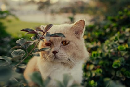 Soñar con la muerte de un gato siempre es un momento angustiante, pero el significado puede ser muy alentador (imagen ilustrativa)