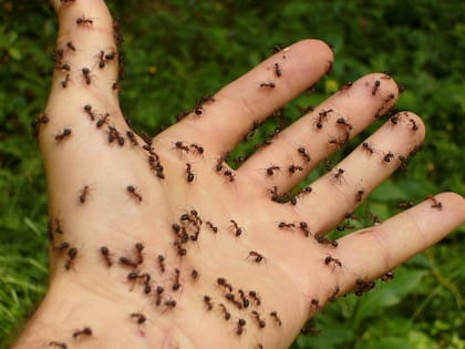 Soñar con muchas hormigas en el cuerpo es una señal de alerta