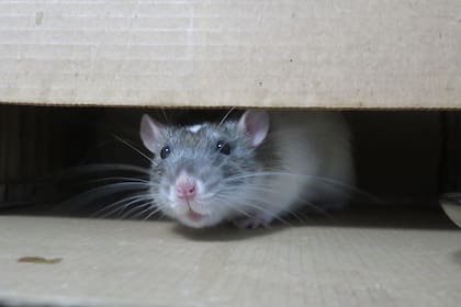 Soñar con ratas en la casa puede significar alguna invasión de algún tipo
