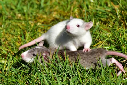 Soñar con ratas por lo general tiene connotaciones negativas ya que las asocia a la transmisión de enfermedades
