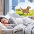Qué significa soñar con convertirse en un animal y cuáles son los detalles a los que debés prestar atención