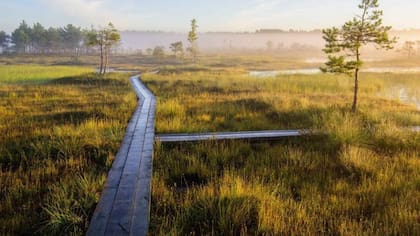 Soomaa es el sistema de turbera intacto más grande de Europa y sus bosques son el hogar de alces, ciervos, linces, lobos y osos