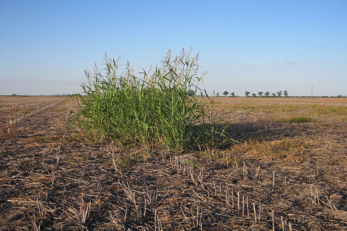 Sorgo