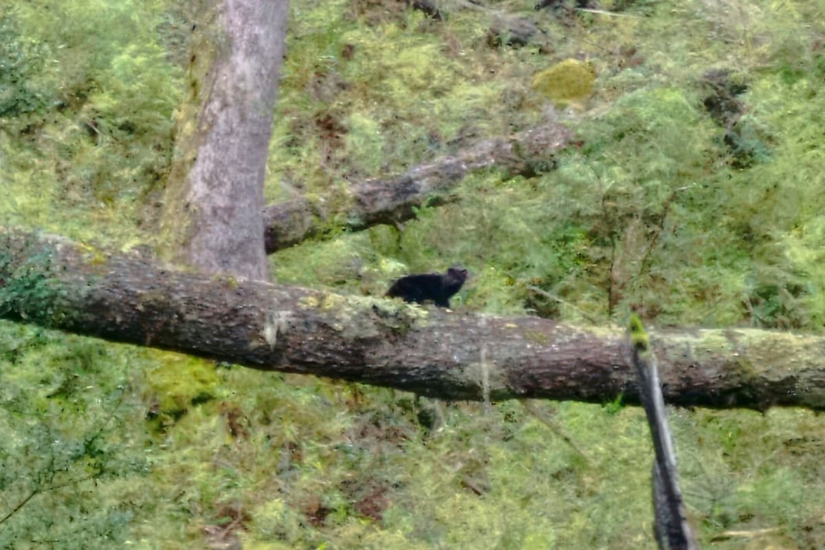 Sorpresa: cómo es el gato “más pequeño de América” que apareció en un parque de Neuquén