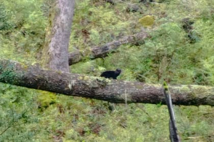 Sorpresa: cómo es el gato “más pequeño de América” que apareció en un parque de Neuquén