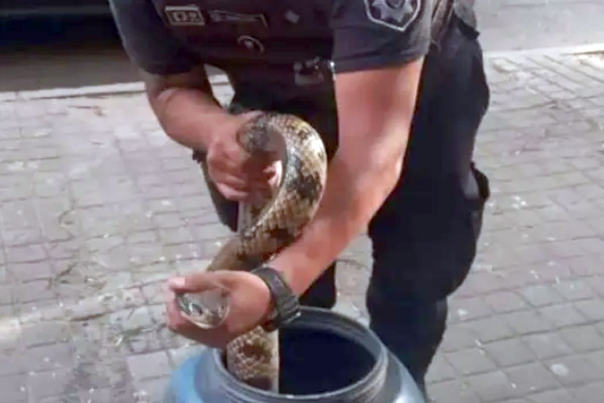 Sorpresa en Santa Fe: una víbora de dos metros de largo fue hallada bajo un auto estacionado