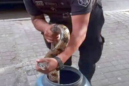 Sorpresa en Santa Fe: una víbora de dos metros de largo fue hallada bajo un auto estacionado