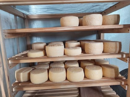 Sorzana elabora un queso de su autoría de leche cruda y fermentos naturales