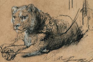 Sotheby's estableció un récord para un dibujo de Rembrandt con 'Young Lion Resting', vendido por cerca de 18 millones de dólares