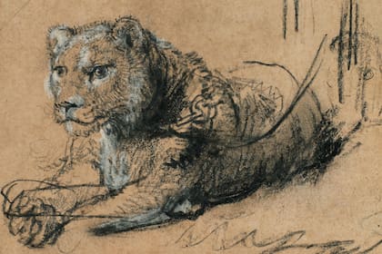 Sotheby's estableció un récord para un dibujo de Rembrandt con 'Young Lion Resting', vendido por cerca de 18 millones de dólares