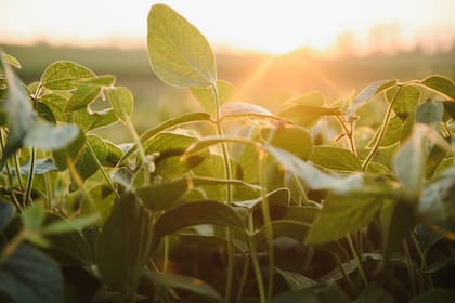 Soy field and soy plants in early morning light. Soy agriculture