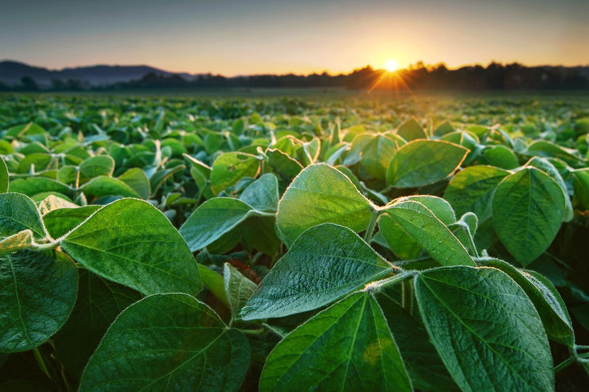 Soy field in early morning. Soy agriculture