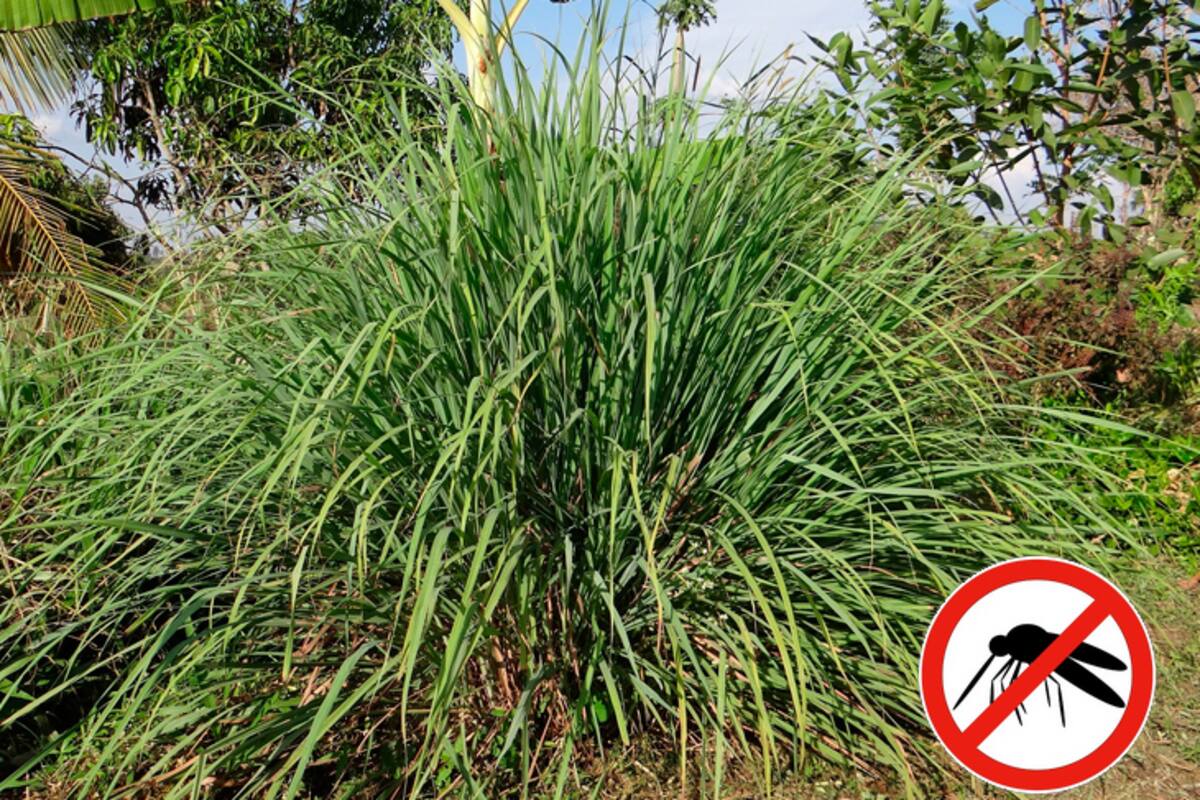 “Soy jardinero y esta es la planta que debe tener en su jardín para alejar a los mosquitos”