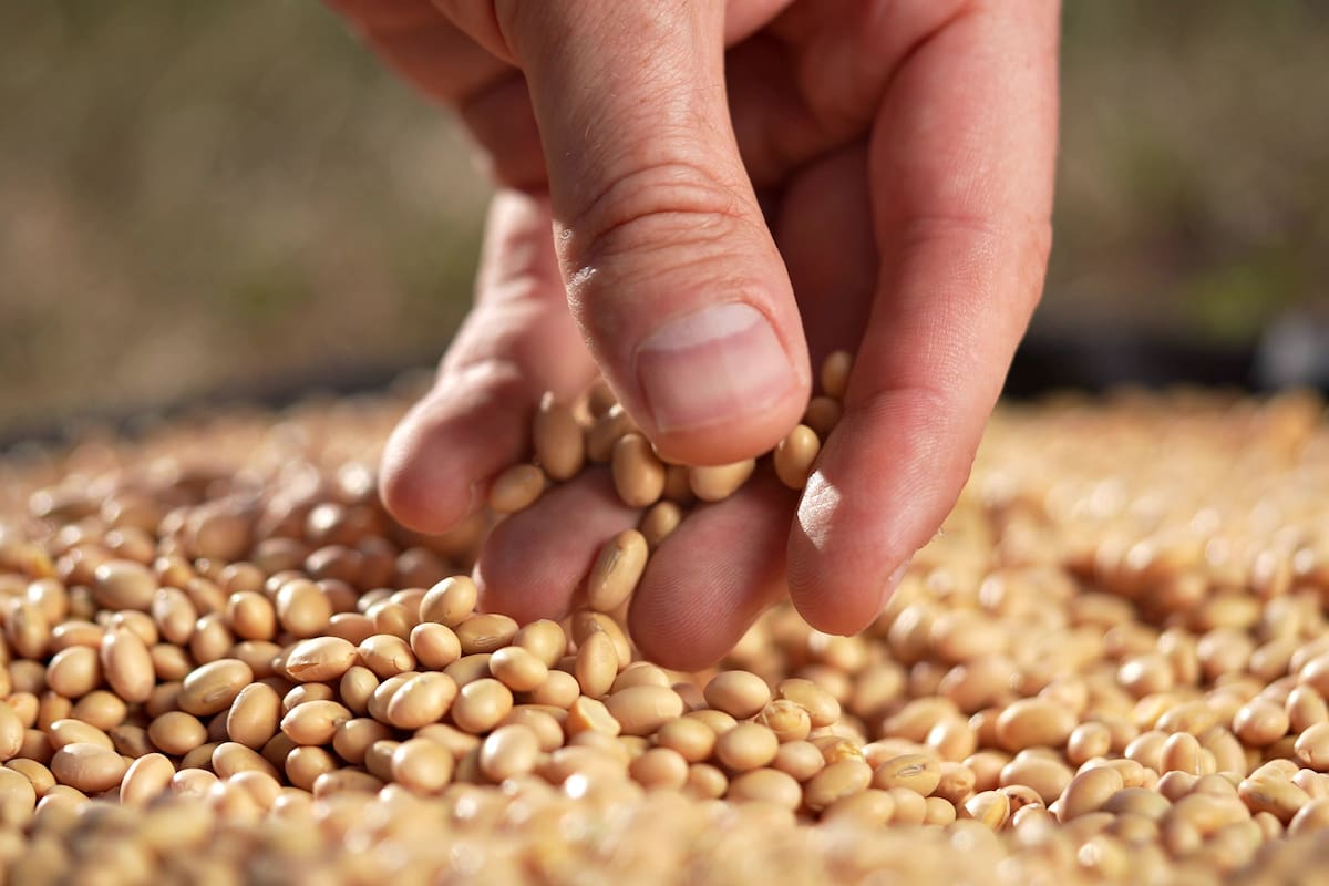 soybean agriculture. farmer touching soybean grains close-up. agriculture business soy farm concept. farmer hands are sorting out soybean grains holding in lifestyle his hands