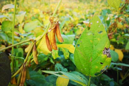 Soybean crop damage by pest, disease and Nutrient Deficiency, crop planting at the field on tropical zone of Thailand.