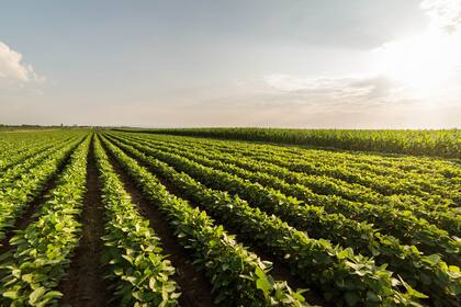 En su informe sobre área sembrada en EE.UU. el USDA recortó 1,6 millones de hectáreas a la soja