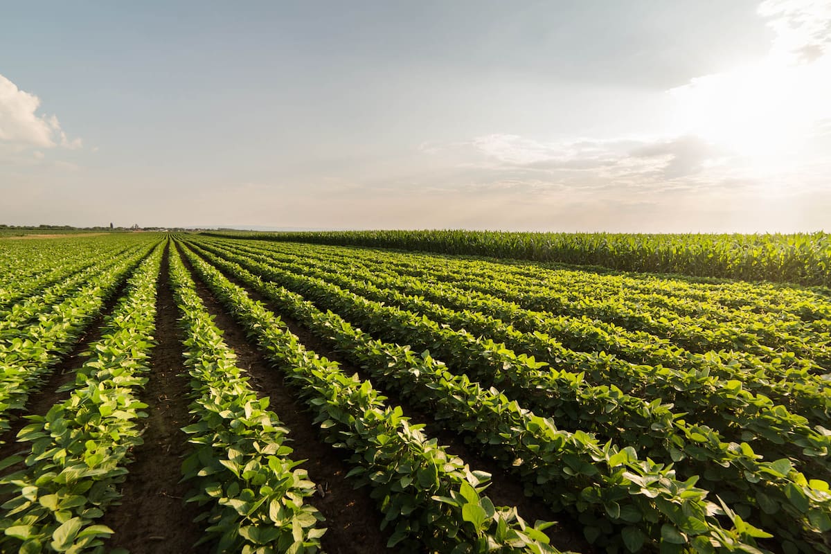 Soybean Field Rows in summer