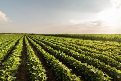 Soybean Field Rows in summer