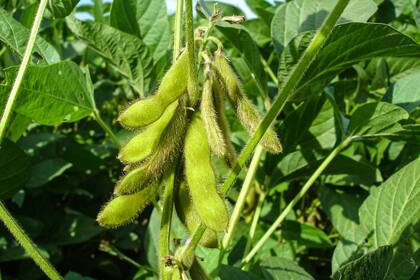 Soybean pods on soybean plantation, on blue sky background, close up. Soy plant. Soy pods. Soybean field