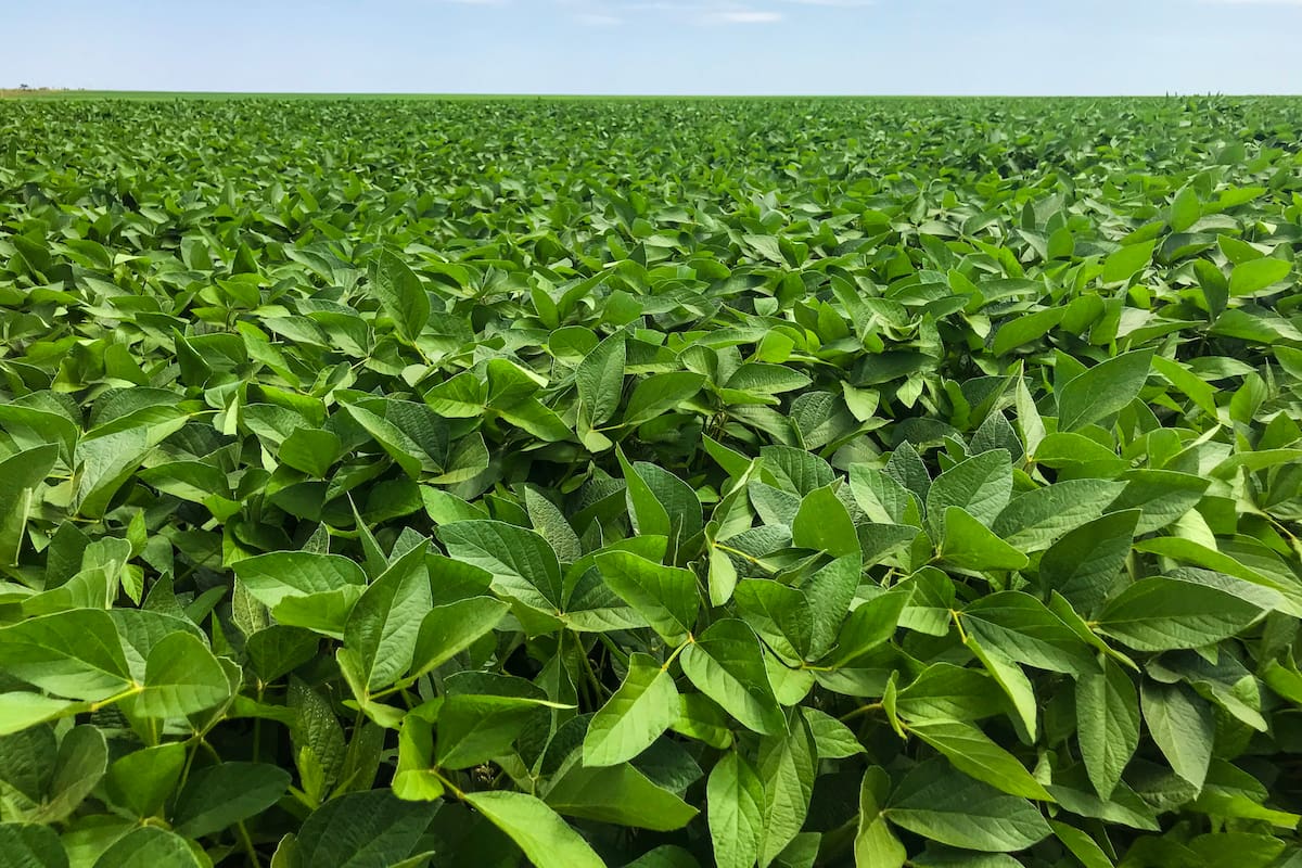 Nuevos productos: el potenciador foliar que revoluciona la agronomía