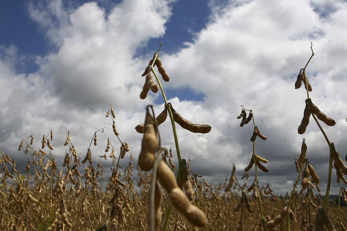 Soybeans are seen in a field in Castrolanda, Brazil, March 14, 2008. The booming prices for Brazilian soy beans, Venezuelan oil and Chilean copper that brought prosperity to Latin America are heading for a bust that threatens to erode the hard-won gains of its poor and newly emerging middle class. (AP Photo/Rodolfo Buhrer)