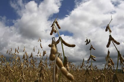 La cosecha de soja en Estados Unidos comenzará a mediados del mes próximo