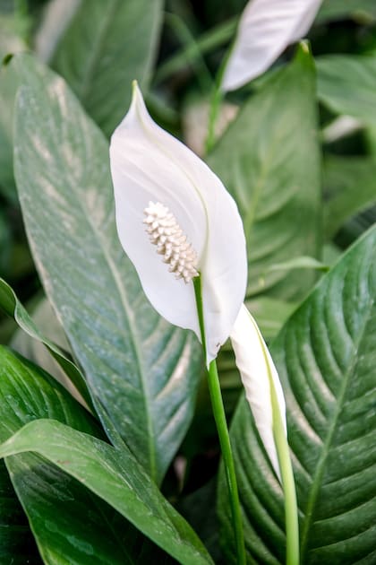 Spathiphyllum wallisii