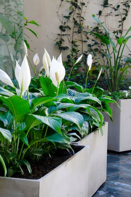 Spathiphyllum o “lirio de paz” tiene la capacidad de purificar el aire