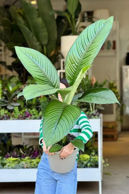 Spathiphyllum ‘Sensation’ es una de las más buscadas por dos razones de peso: tolera condiciones de luz media y aporta elegancia
