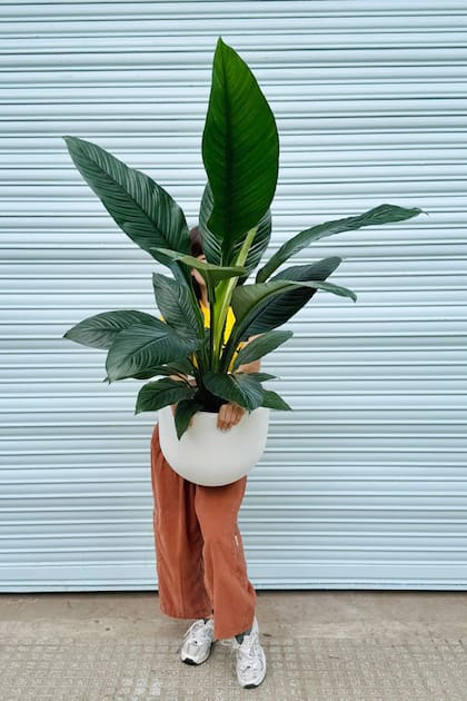 Spathiphyllum ‘Sensation’: hojas gigantes y elegancia instantánea para interiores