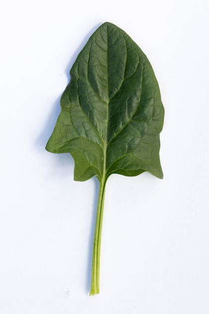 Spinacia oleracea savoy.