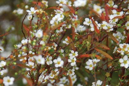 Spiracea thunbergii