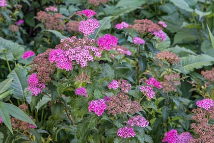 Spiraea 'Anthony Waterer', con su llamativa gama de rosados