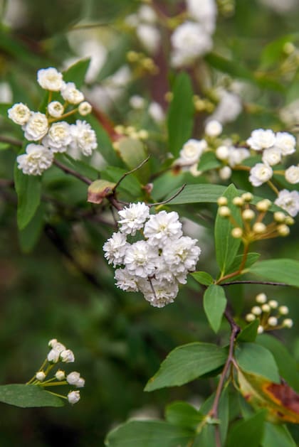 Spiraea cantoniensis, buena parte del año pasa inadvertido pero puede convertirse en el gran protagonista del cantero en primavera