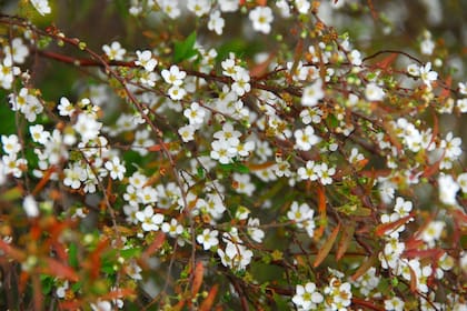 Spiraea thumbergii sorprende con su floración temprana y exquisita