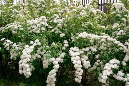 Spiraea vanhouteii, cuando las flores se multiplican sobre cada rama, el resultado está lejos de ser discreto