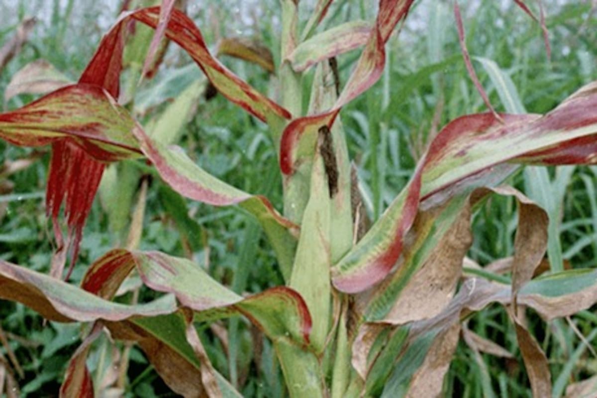 Spiroplasma en maíz