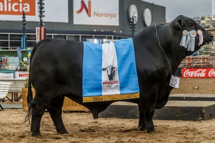 Un toro Brangus