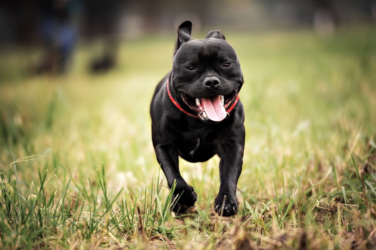 Staffordshire Bull Terrier