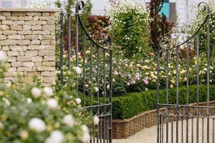 Stand de Chelsea Flower Show 2026 de David Austin