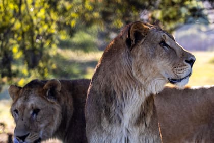 Stanley y Scar, dos de los leones de Luján, siguen juntos en el santuario