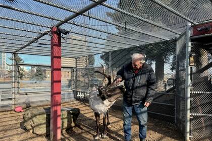 Star, un reno muy querido en Alaska está enfermo; desconocen la causa