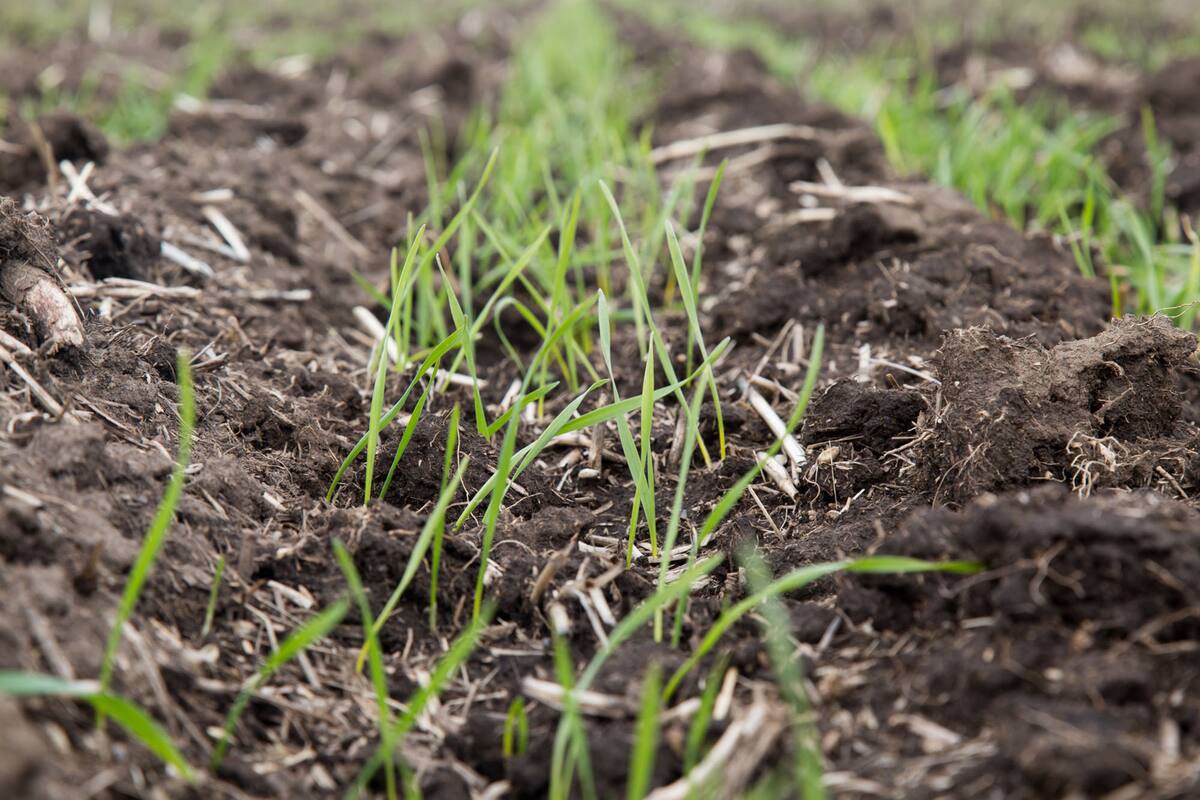 Start of the Growth Cycle/Seedlings of wheat emerge from the soil and four months later, this field will be ripe and ready for harvest.