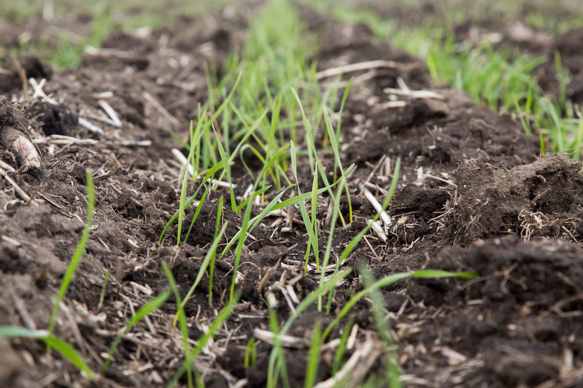Start of the Growth Cycle/Seedlings of wheat emerge from the soil and four months later, this field will be ripe and ready for harvest.