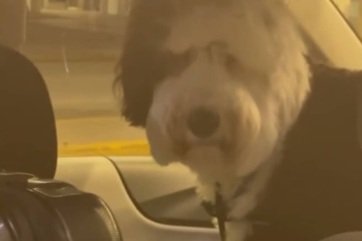 Stefi Roitman trajo a su mascota desde Miami a Argentina, pero se complicó y debió esperar varios días para verla.