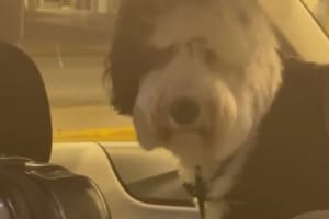 Stefi Roitman trajo a su mascota desde Miami a Argentina, pero se complicó y debió esperar varios días para verla.