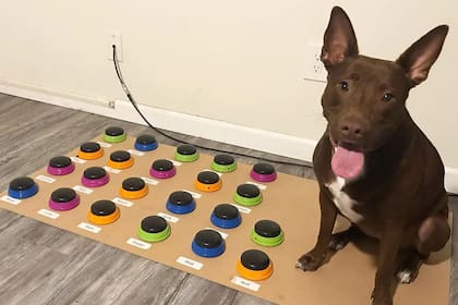 Stella junto al tablero con botones que le permiten expresar sus necesidades