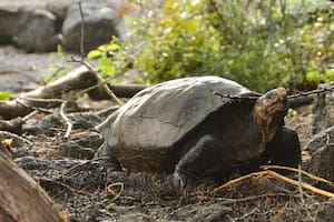 Stephen Gaughran, investigador de la Universidad de Princeton, secuenció el genoma completo de Fernanda y lo comparó con el que recuperó de un especimen de museo