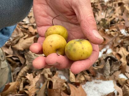 Steve Van Nocker, profesor de horticultura de la Universidad Estatal de Michigan, con unas manzanas cerca de un manzano en Meridian Township, Michigan, el 4 de diciembre del 2024. (AP foto/Mike Householder)